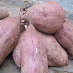 安岳红薯