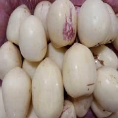 昌都人参果