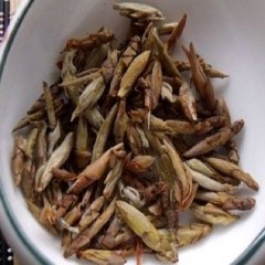 石棉老鹰茶