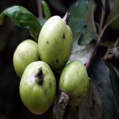 澜沧多依果