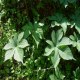 大瑶山绞股蓝茶