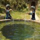 墨江双胞水