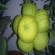 宁洱香橼果
