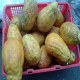 宁洱香橼果