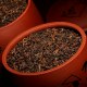 宁洱普洱茶