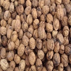 米甸薄壳核桃