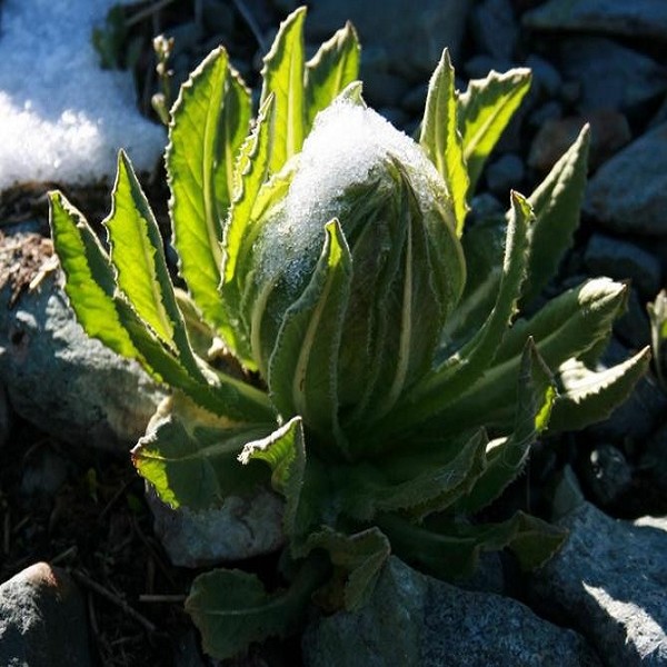 香格里拉雪莲花