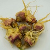 香格里拉玛卡