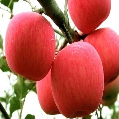 瓦房店红富士苹果