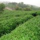 山心红茶