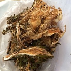 平果霸王花