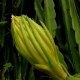 平果霸王花