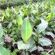 平果芭蕉芋粉丝
