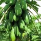 蒙山木瓜丝