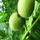 灵丘核桃