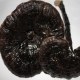 阳山野生灵芝