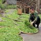 锅叾茶