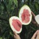 大埔蜜柚