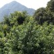 罗浮山甜茶