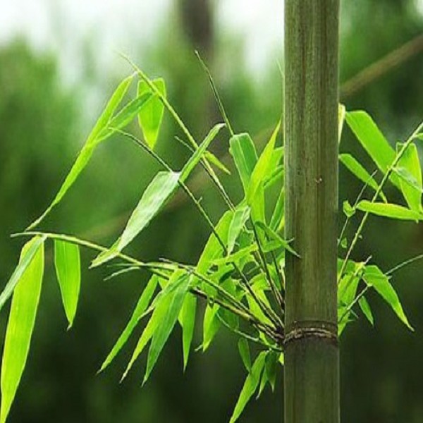 广宁竹芯茶详细介绍:历史 - 广宁特产 - 特色谷