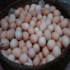 三清土鸡蛋