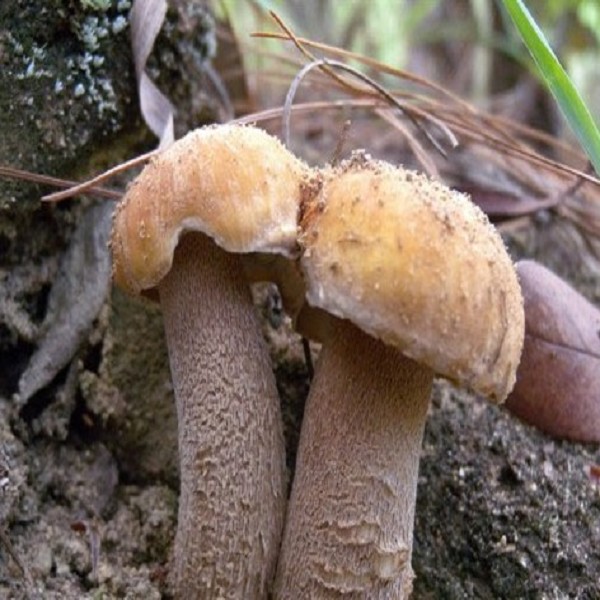 南华牛肝菌