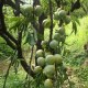 古田油柰