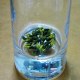 建宁莲芯茶
