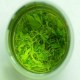 神农架七叶绞股蓝茶