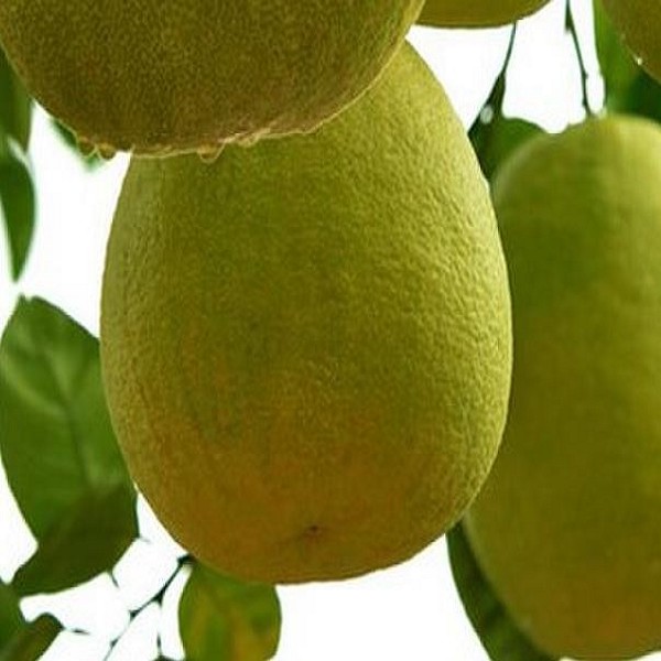 丰都红心柚/三元红心柚详细介绍：特点 历史 - 丰都特产 - 特色谷