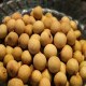 丰都龙眼