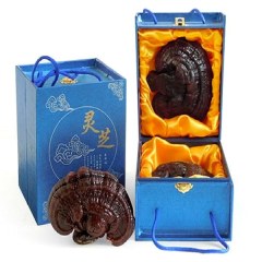 长白山灵芝