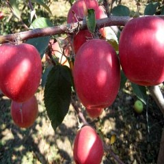 孟岭富硒苹果