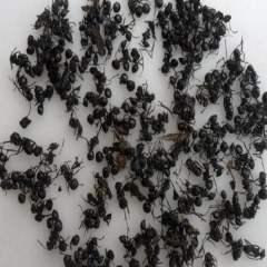 伊春黑蚂蚁
