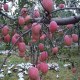 淳化苹果