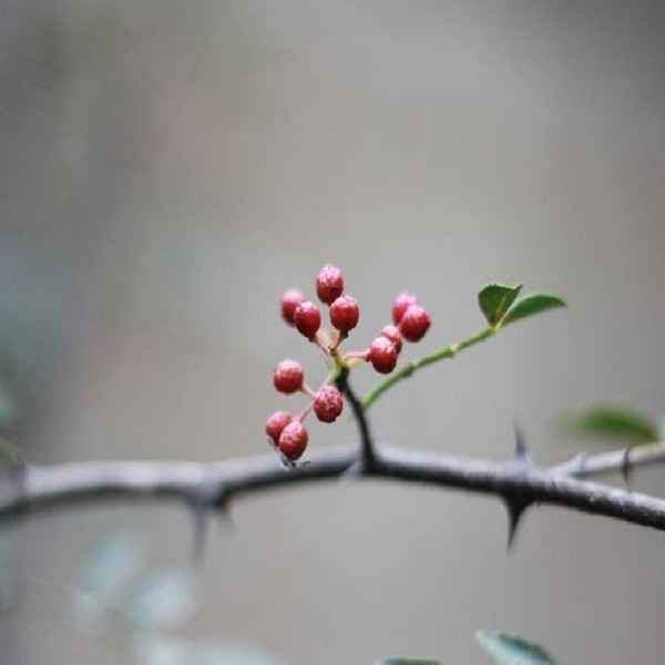 康县花椒