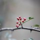 康县花椒