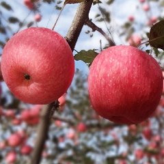 延安苹果