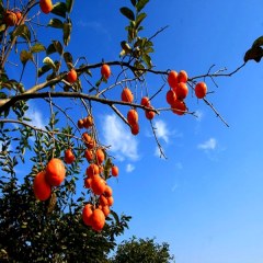 永康方山柿