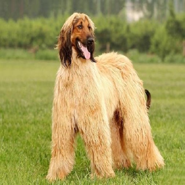 阿富汗犬
