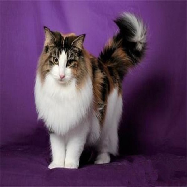 挪威森林猫