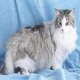 挪威森林猫