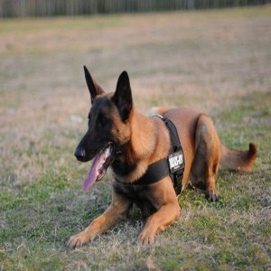 比利时牧羊犬品牌榜