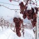 德国冰葡萄酒