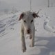 阿根廷杜高犬