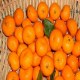 漳河蜜桔