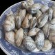 胶州湾蛤蜊