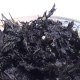 苍南紫菜
