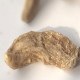 汉中天麻