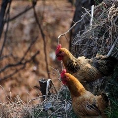 苏北小草鸡